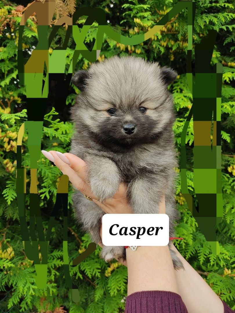 5 kleine suchen liebevolle Zuhause 5 kleine suchen liebevolle Zuhause