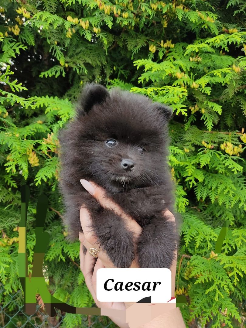 5 kleine suchen liebevolle Zuhause 5 kleine suchen liebevolle Zuhause