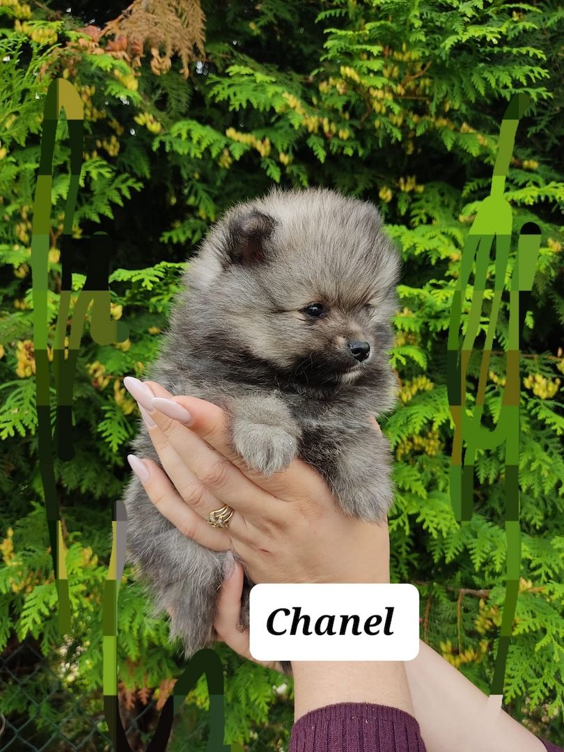 5 kleine suchen liebevolle Zuhause 5 kleine suchen liebevolle Zuhause