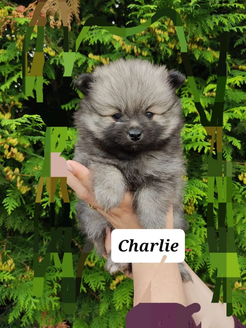 5 kleine suchen liebevolle Zuhause 5 kleine suchen liebevolle Zuhause