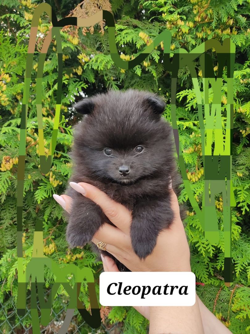 5 kleine suchen liebevolle Zuhause 5 kleine suchen liebevolle Zuhause