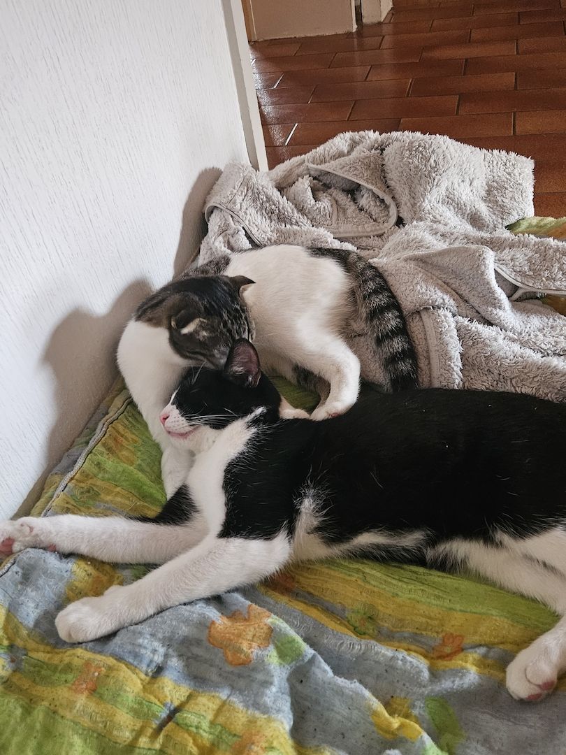 Katzen suchen dringend neues zuhause