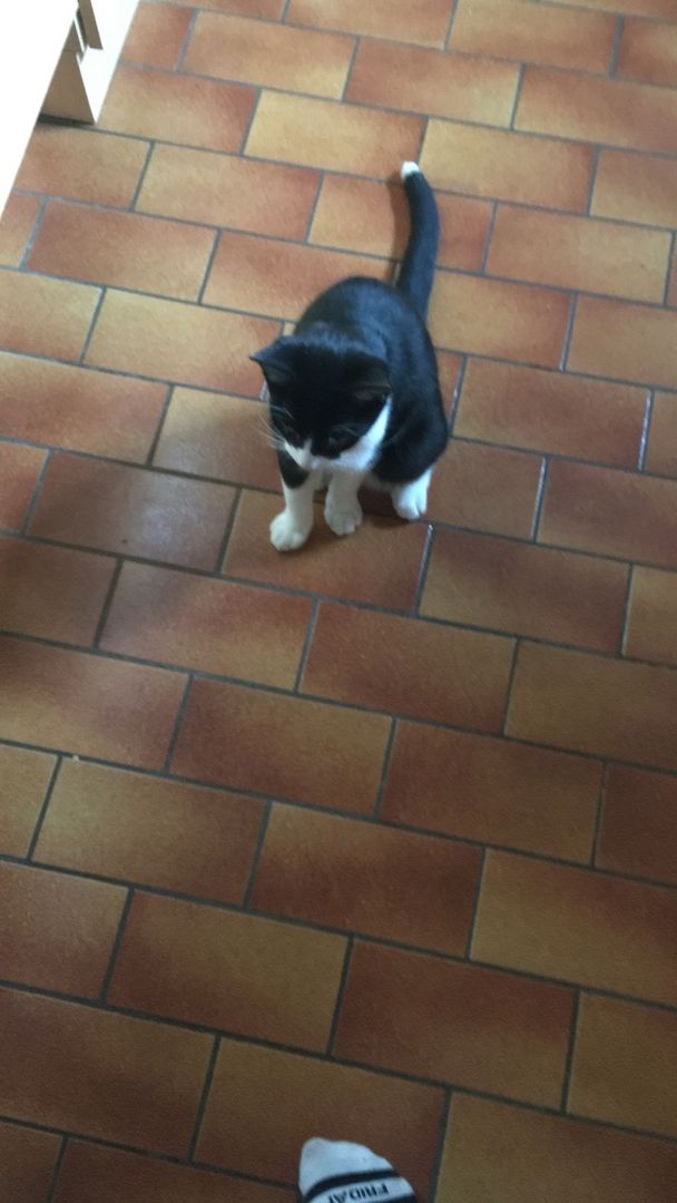 Katzen suchen dringend neues zuhause