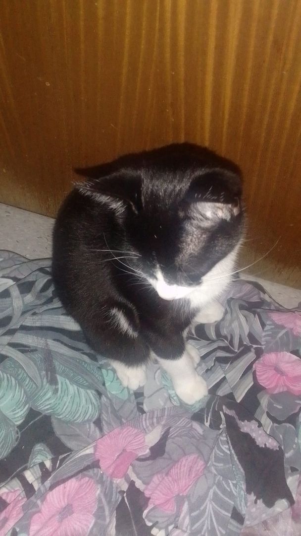 Katzen suchen dringend neues zuhause