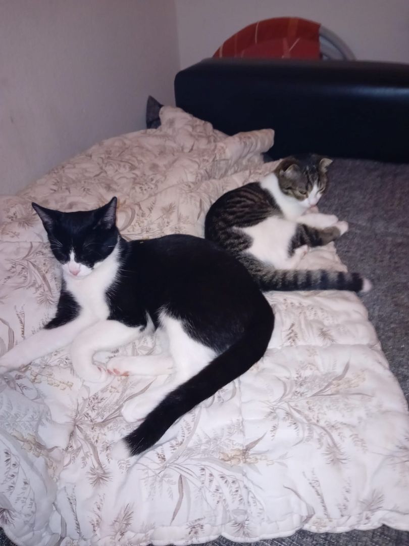 Katzen suchen dringend neues zuhause