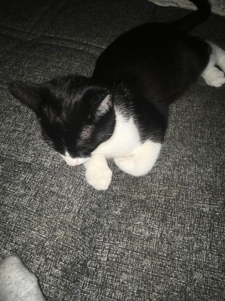 Katzen suchen dringend neues zuhause