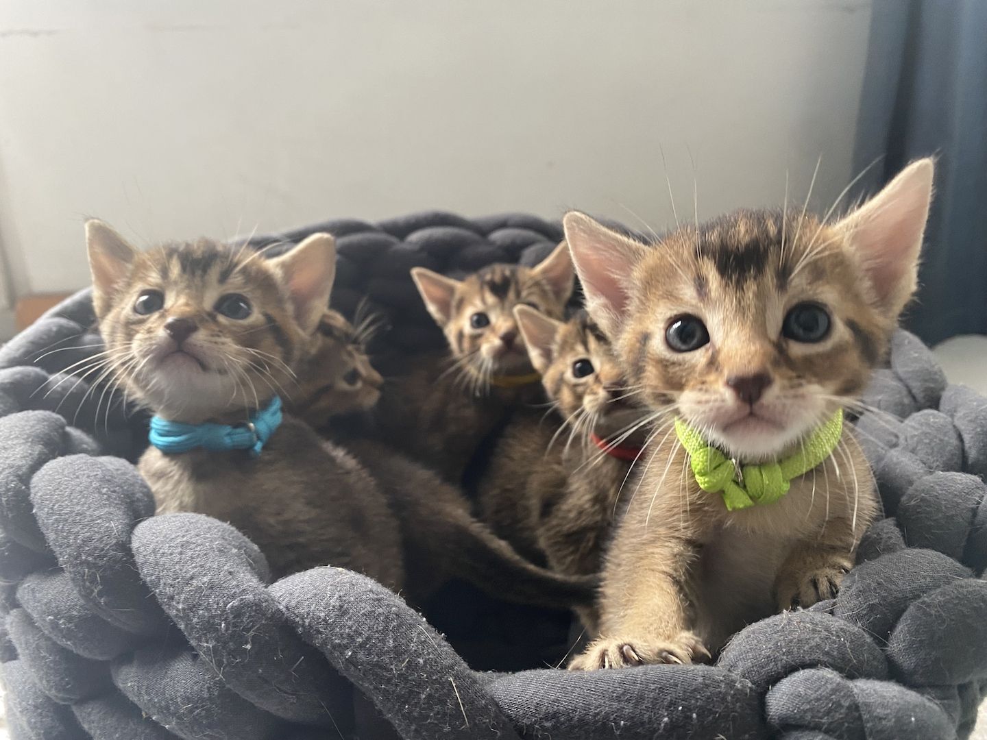 5 wunderschöne Edelmix-Kitten Abessinier-Russisch Blau abzugeben