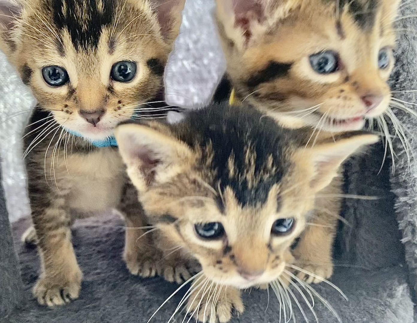 5 wunderschöne Edelmix-Kitten Abessinier-Russisch Blau abzugeben