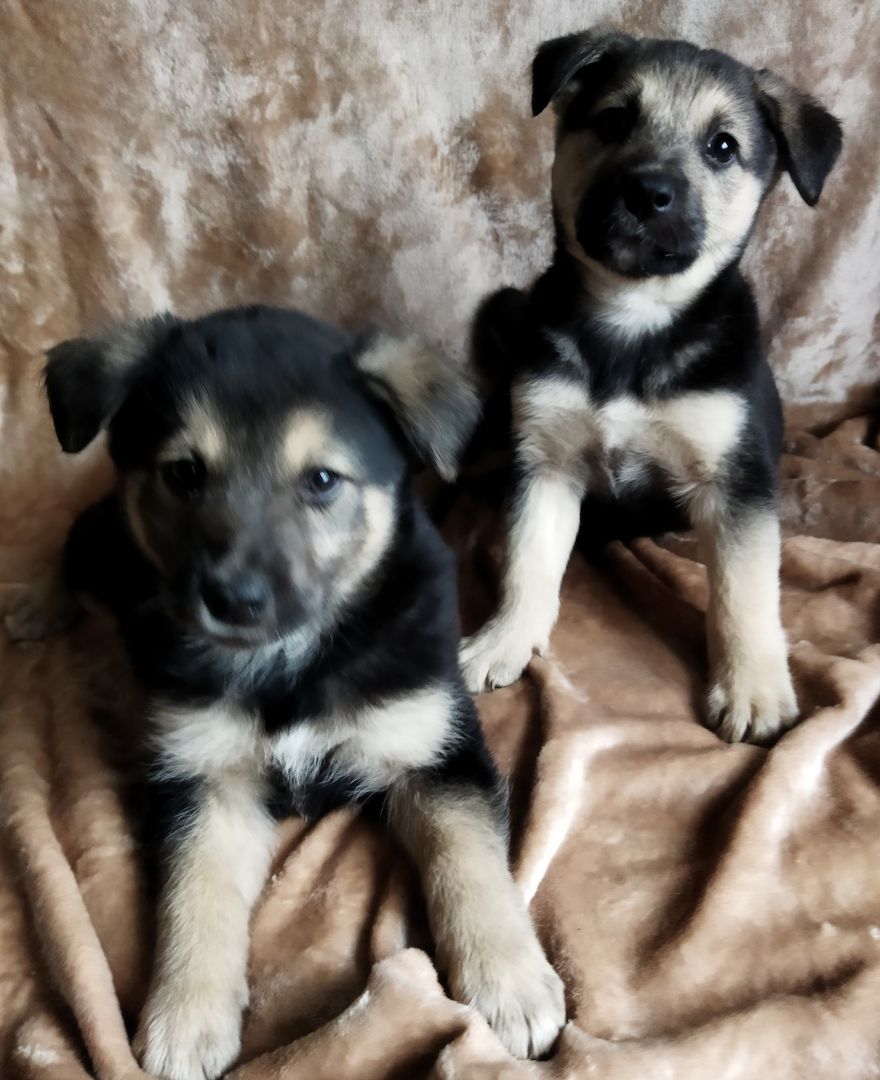 Schäferhund/Husky Mischlingswelpen Hündinnen