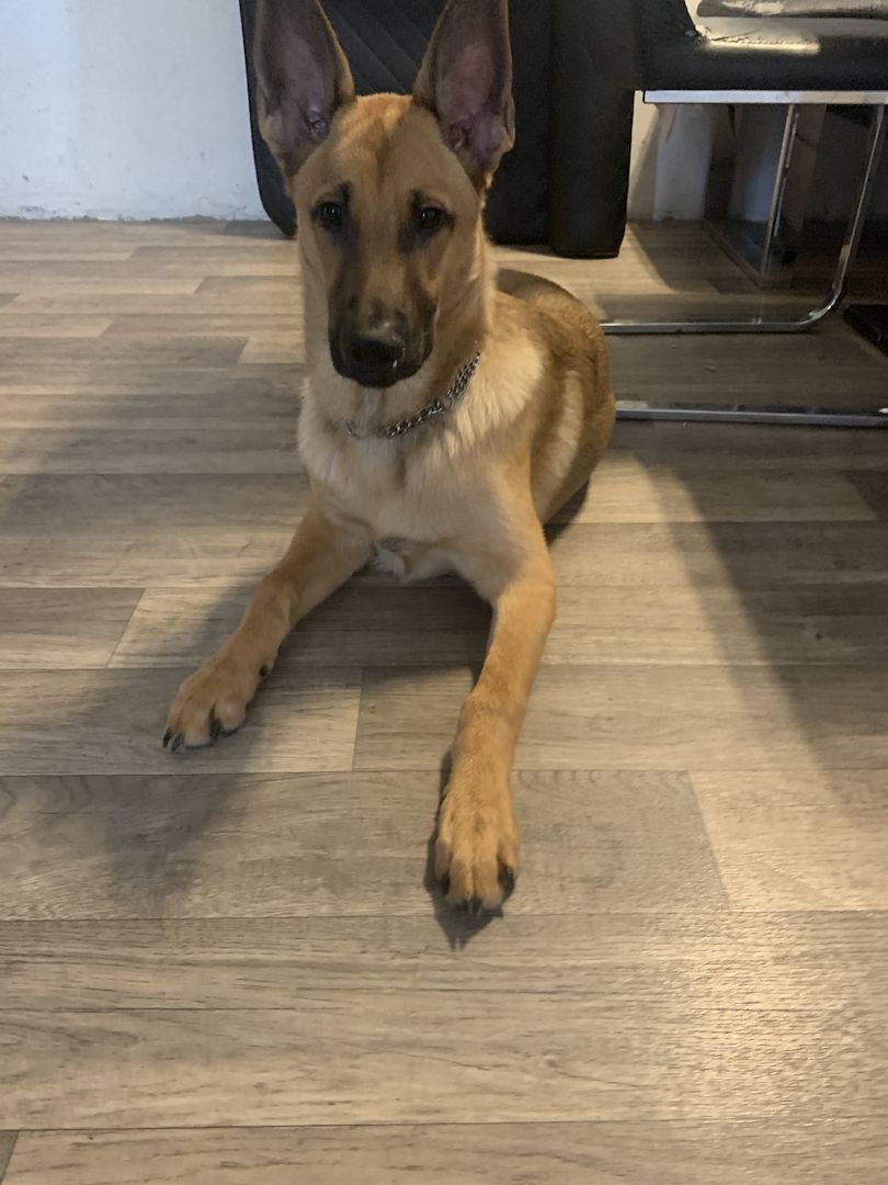 Mex sucht ein Zuhause Mex sucht ein Zuhause