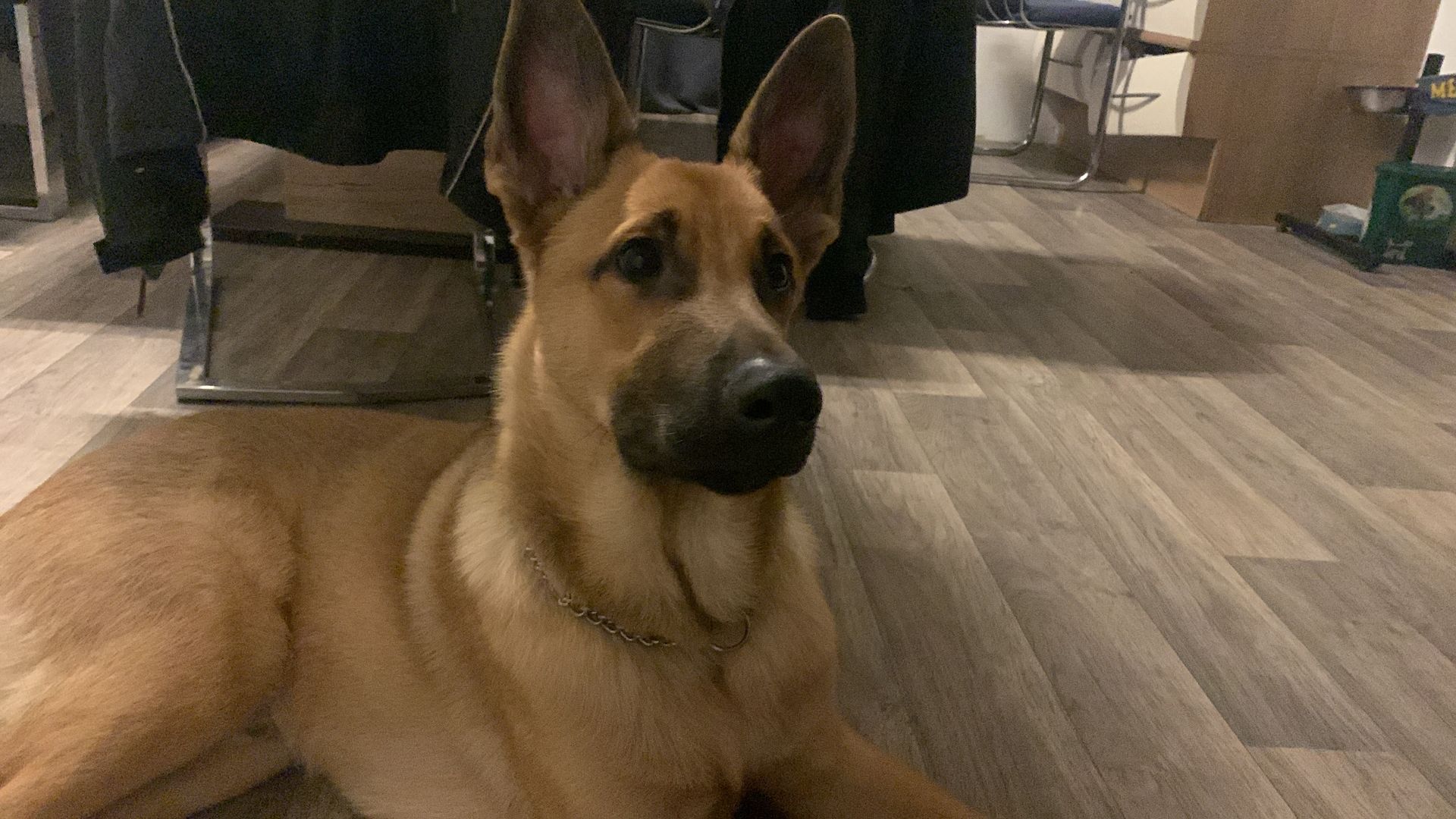 Mex sucht ein Zuhause Mex sucht ein Zuhause