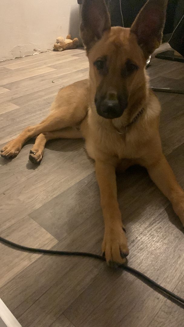 Mex sucht ein Zuhause Mex sucht ein Zuhause