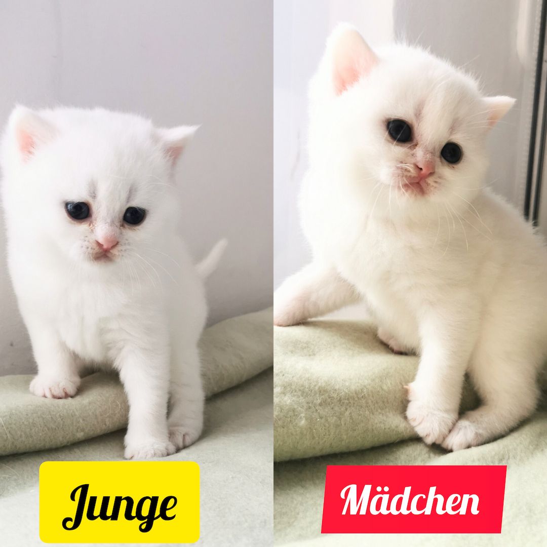 Bkh reinrassige Kitten