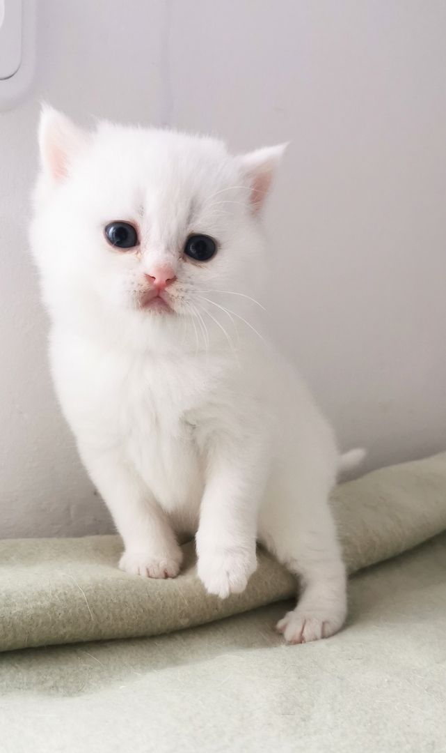 Bkh reinrassige Kitten