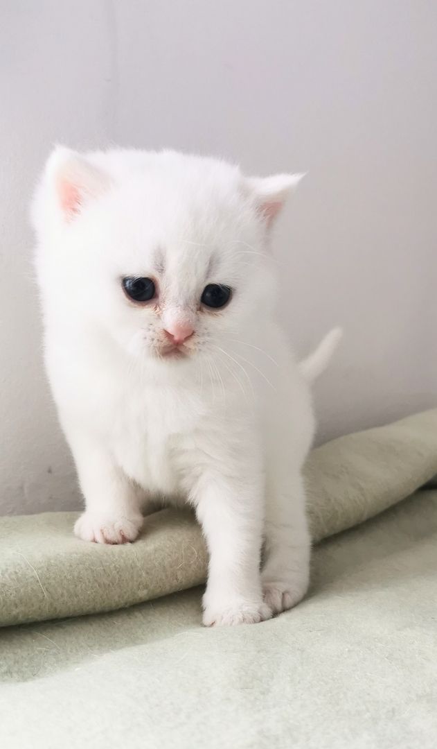 Bkh reinrassige Kitten