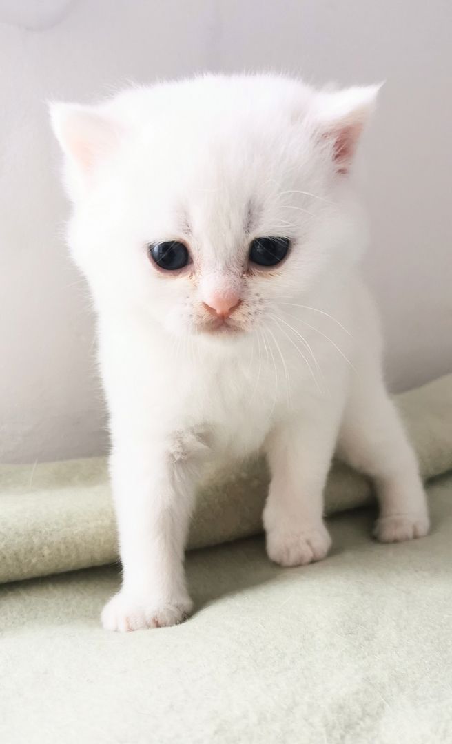 Bkh reinrassige Kitten