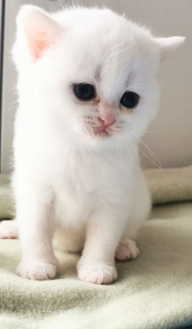 Bkh reinrassige Kitten