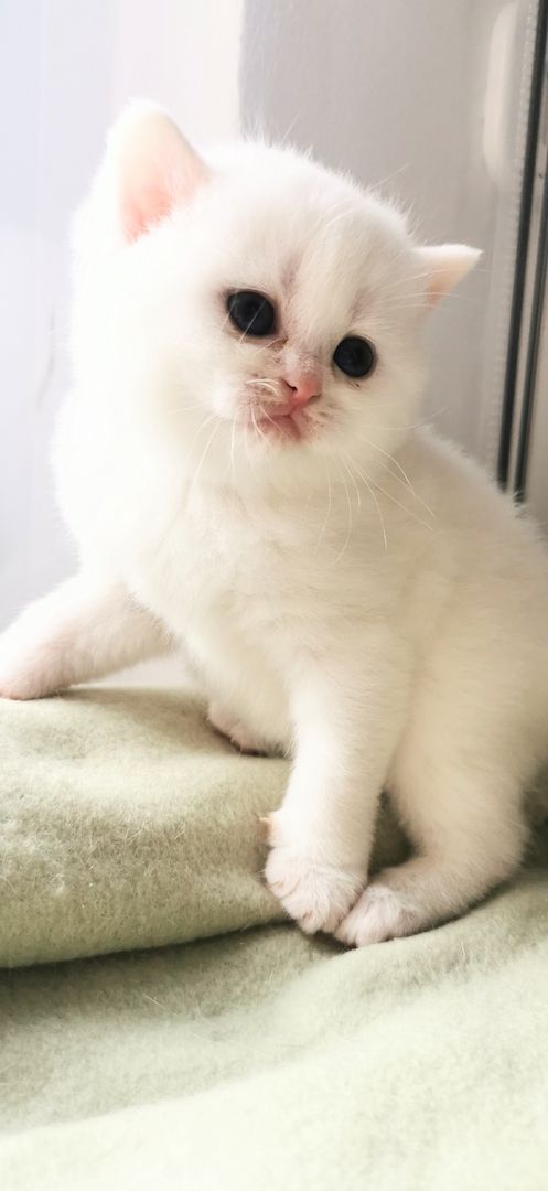 Bkh reinrassige Kitten