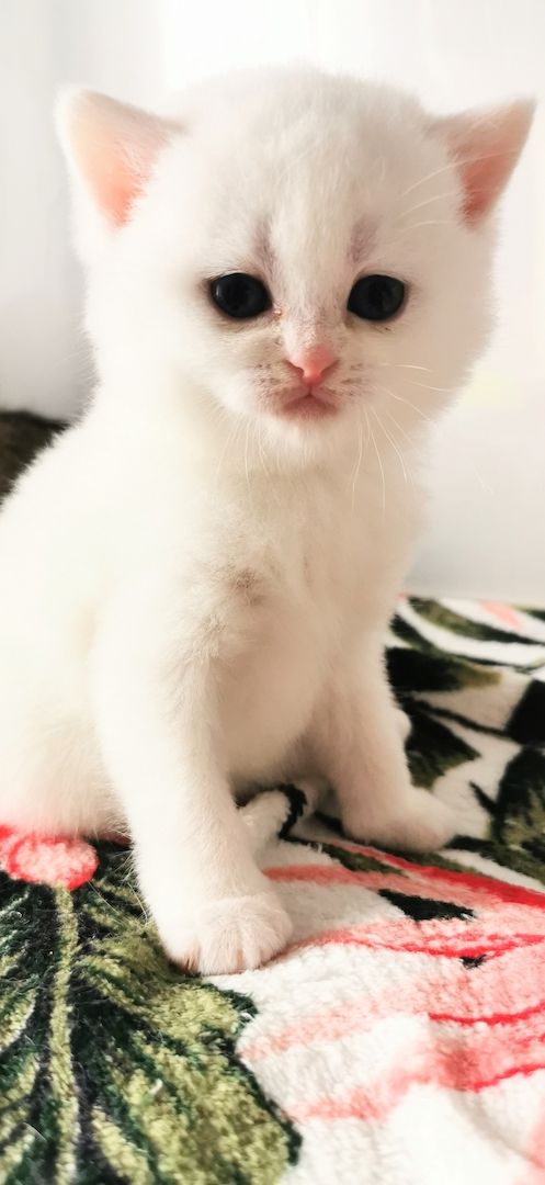 Bkh reinrassige Kitten