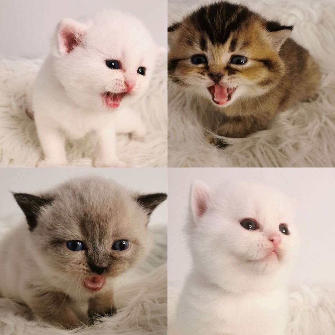 Bkh reinrassige Kitten