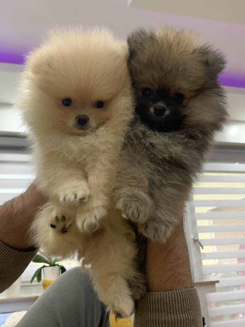 Pomeranian Zwergspitz Boo