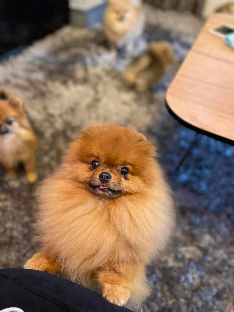 Pomeranian Zwergspitz Boo