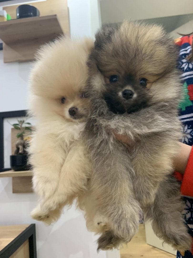 Pomeranian Zwergspitz Boo