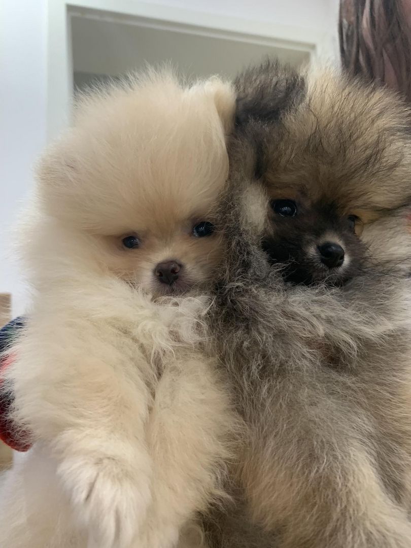 Pomeranian Zwergspitz Boo