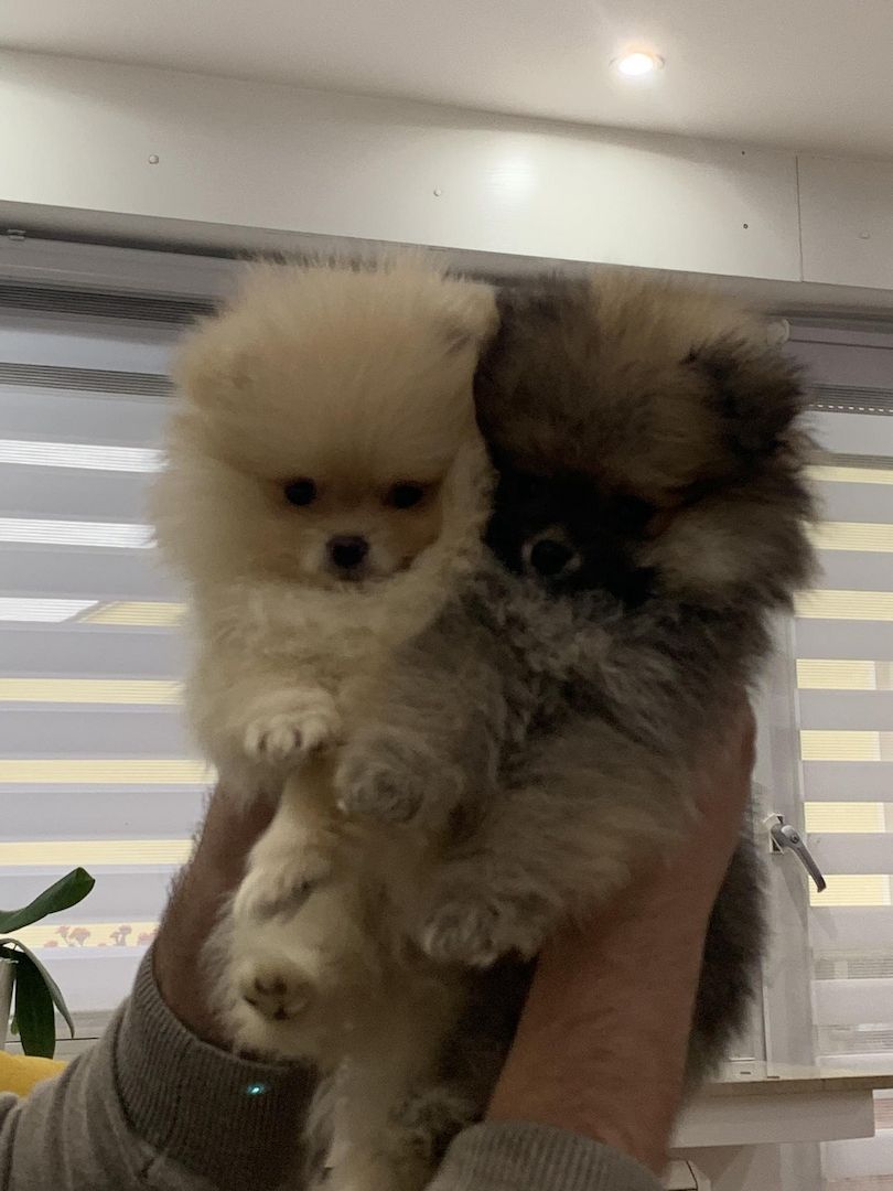 Pomeranian Zwergspitz Boo
