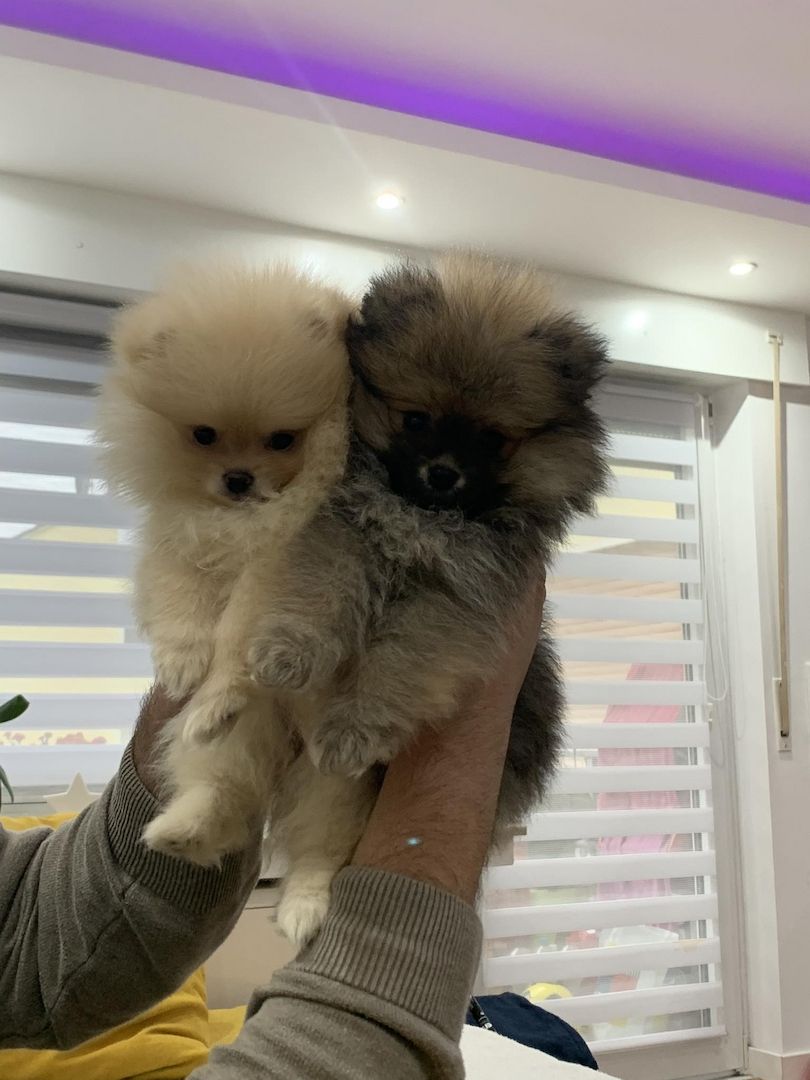 Pomeranian Zwergspitz Boo