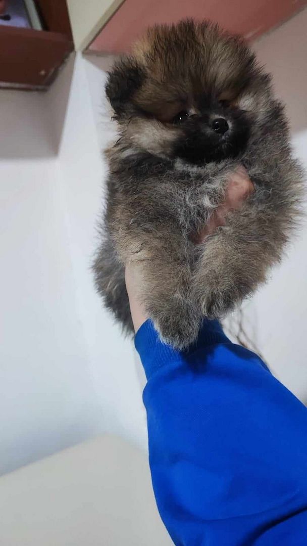 Pomeranian Zwergspitz Boo