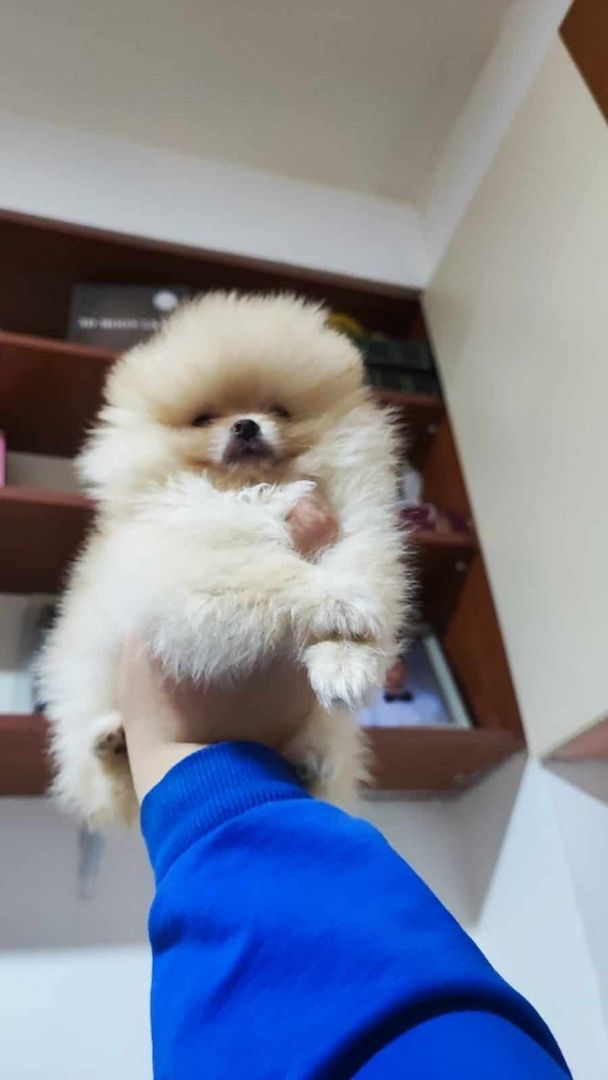 Pomeranian Zwergspitz Boo