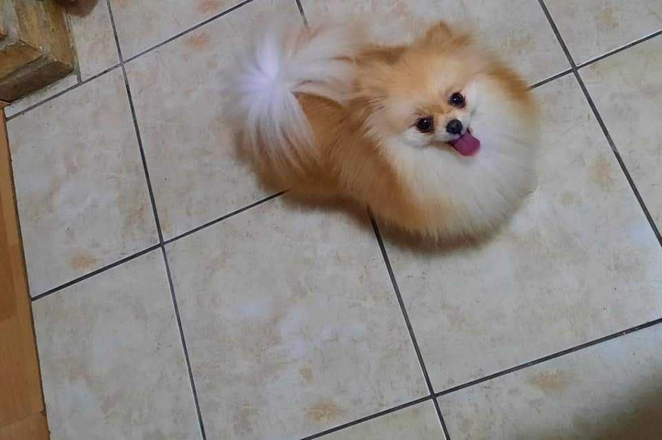 Pomeranian Zwergspitz Boo