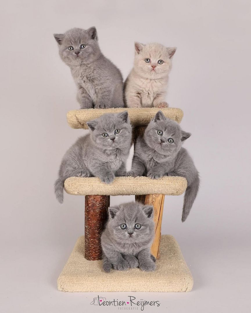 3Wunderschöne reinrassige BKH Kätzchen 3Wunderschöne reinrassige BKH Kätzchen