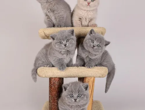 3Wunderschöne reinrassige BKH Kätzchen