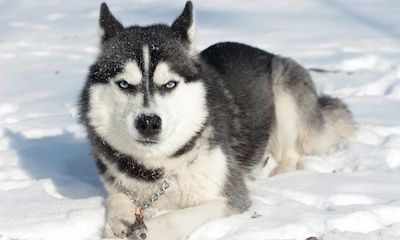Siberian Husky: Steckbrief, Charakter, Wesen, Haltung, Gesundheit & Besonderheiten