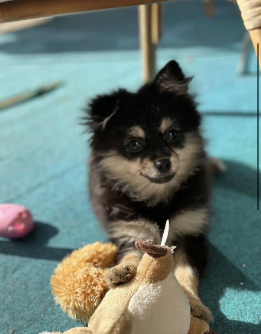 Pomeranian/ zwergspitz Welpe