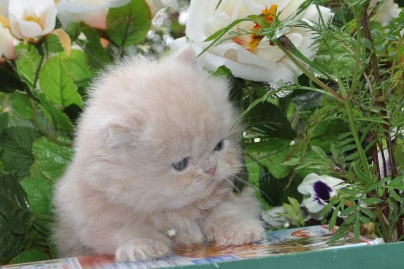 Reinrassige Perser Baby