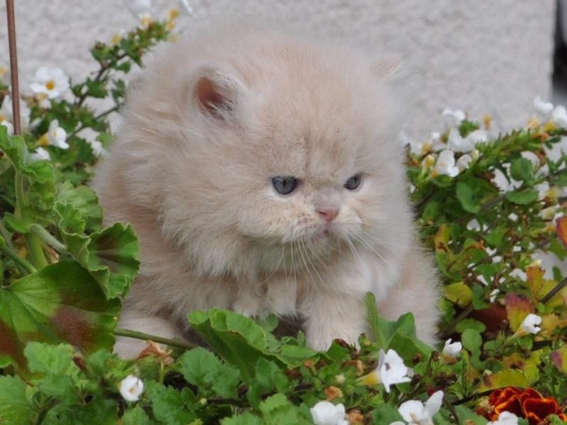 Reinrassige Perser Baby