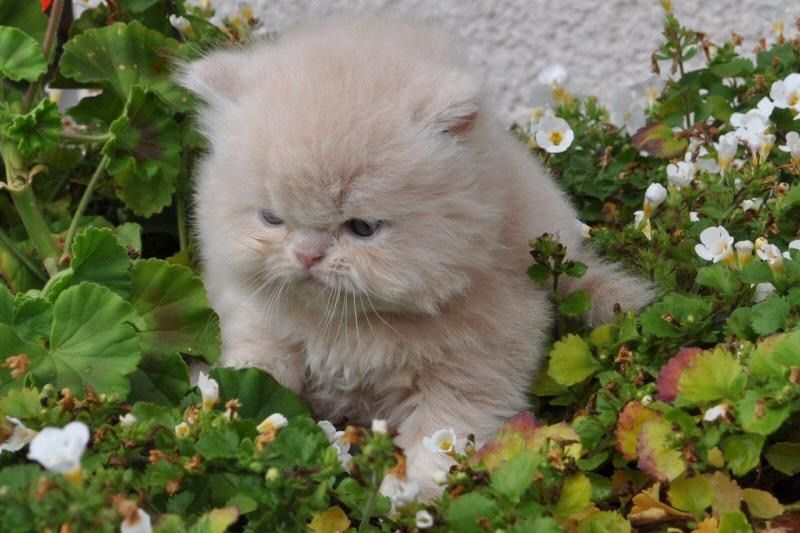 Reinrassige Perser Baby