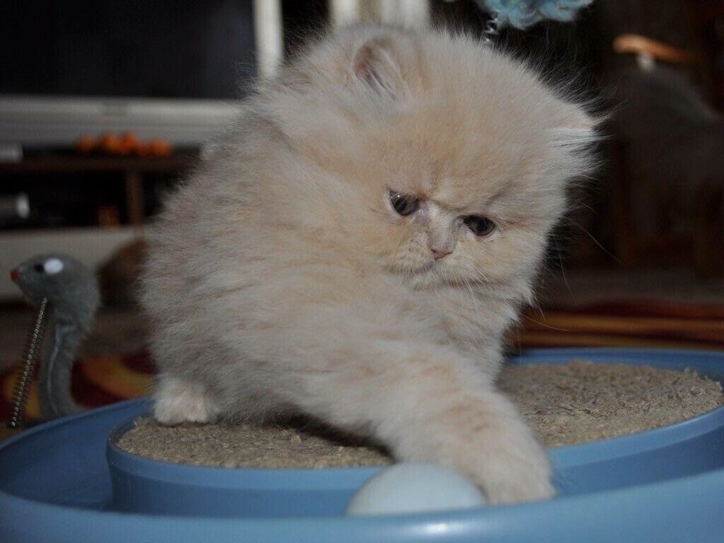 Reinrassige Perser Baby