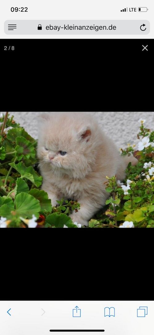 Reinrassige Perser Baby