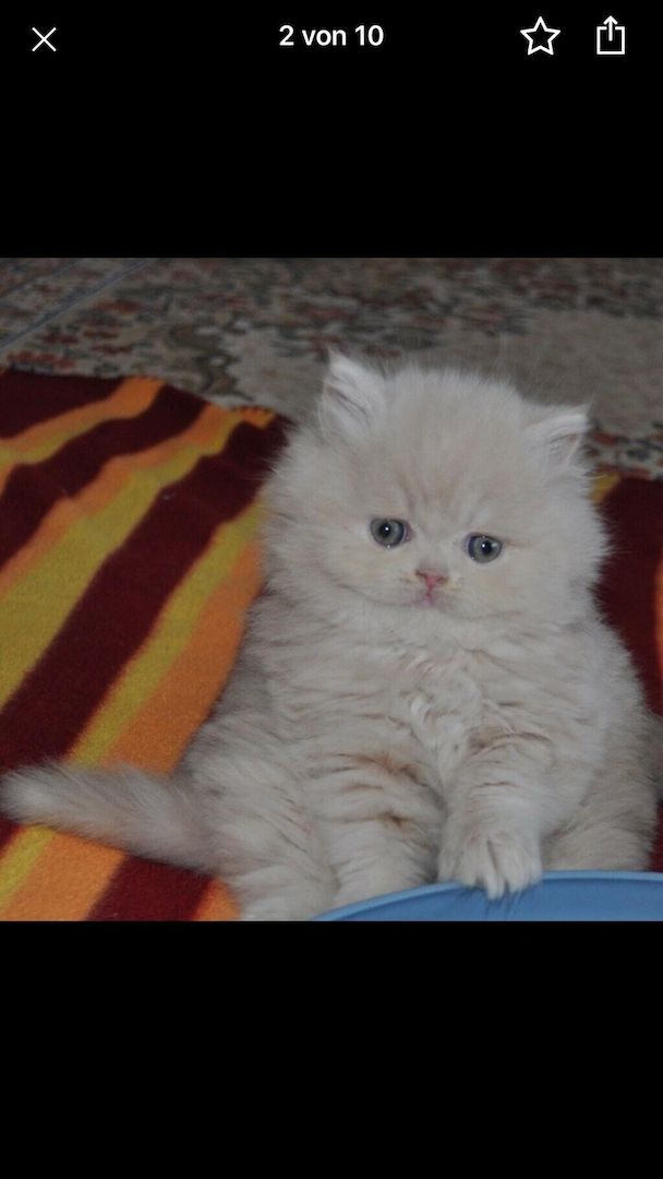 Reinrassige Perser Baby