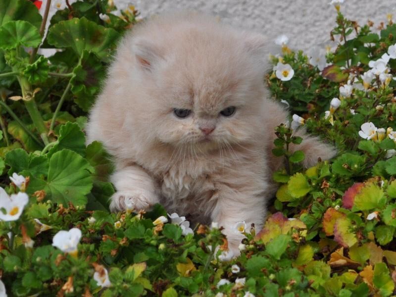 Reinrassige Perser Baby