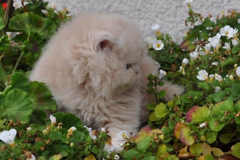 Reinrassige Perser Baby