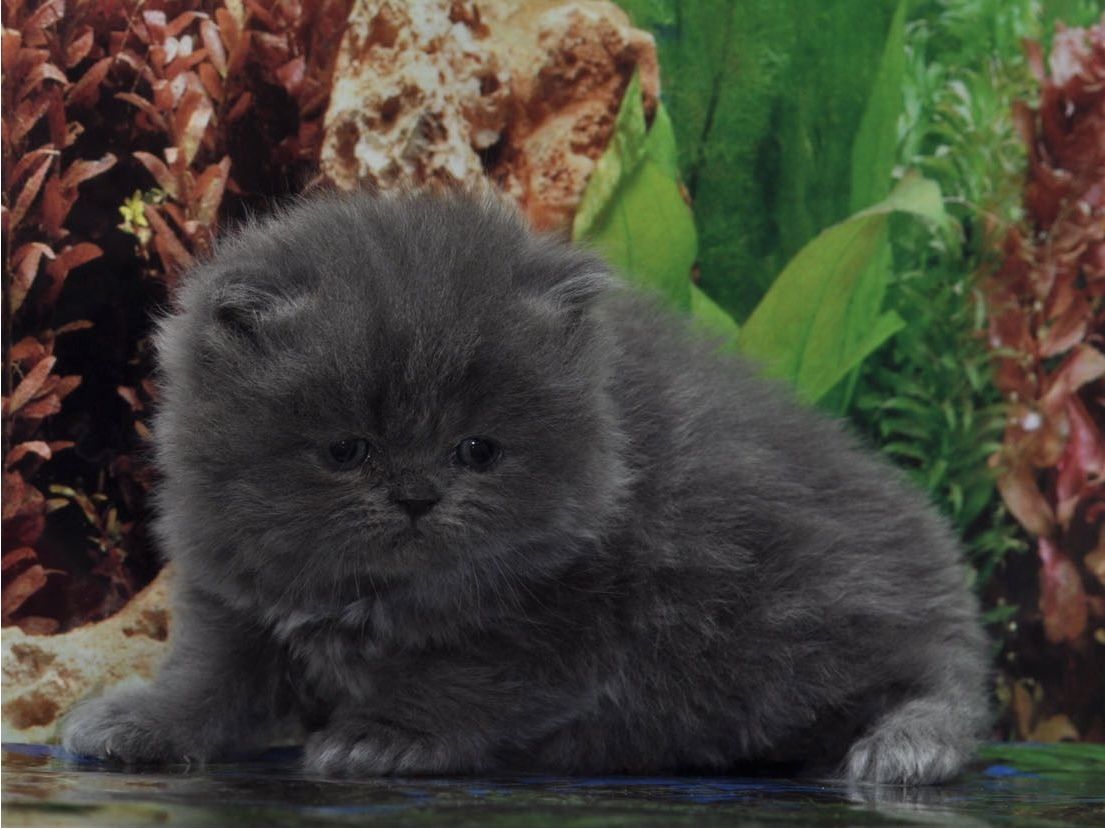 Reinrassige Perser blau