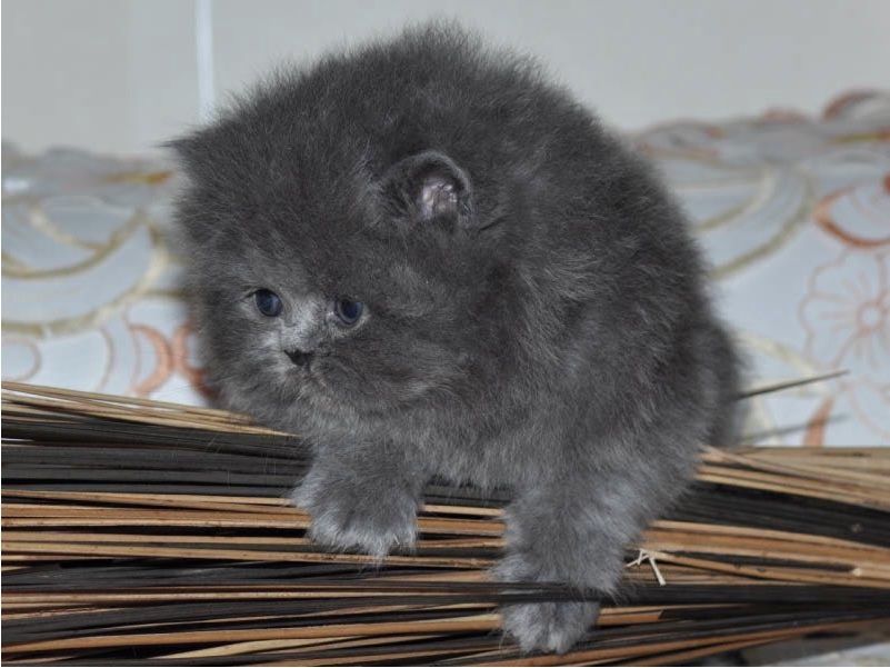 Reinrassige Perser blau