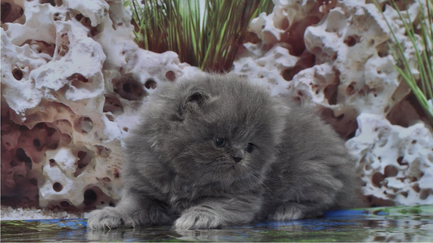 Reinrassige Perser blau