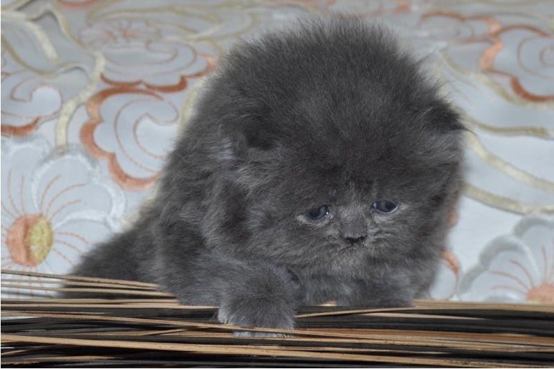 Reinrassige Perser blau