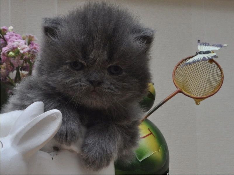 Reinrassige Perser blau